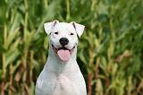 DOGUE ARGENTIN 373